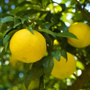 Yuzu Trees Live Plants Citrus Plant 2-3 Feet Tall 1 Gallon Pot