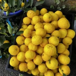 Yuzu Trees Live Plants Citrus Plant 2-3 Feet Tall 1 Gallon Pot