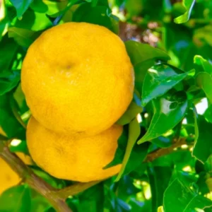 Yuzu Trees Live Plants Citrus Plant 2-3 Feet Tall 1 Gallon Pot