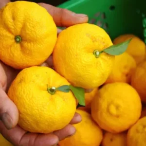 Yuzu Trees Live Plants Citrus Plant 2-3 Feet Tall 1 Gallon Pot