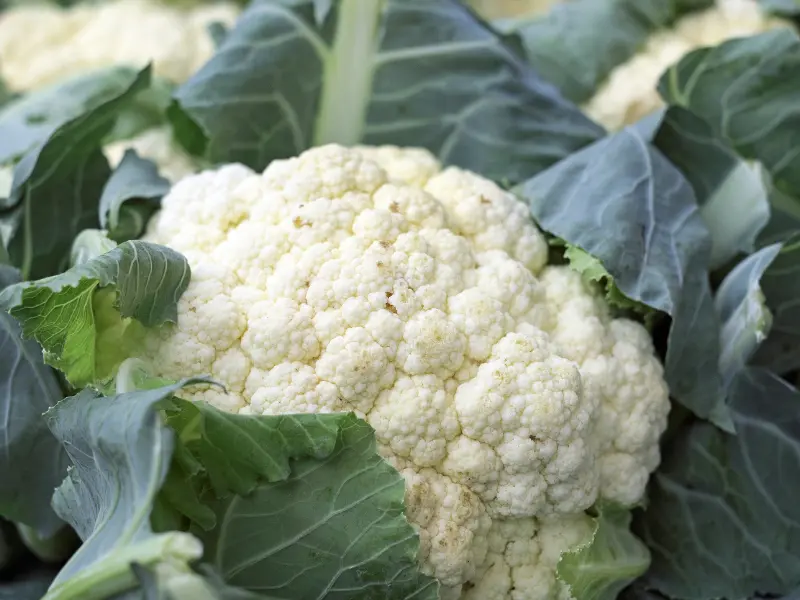 cauliflower, Vegetables to Plant in April