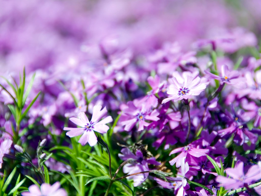 creeping phlox flowers