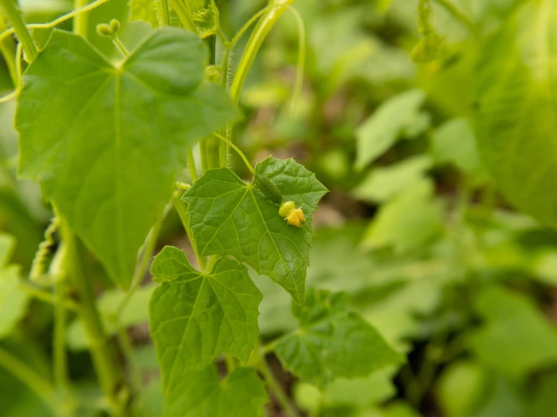 Close-up of cucamelon flowers and young vines showing the initial stages of growth.