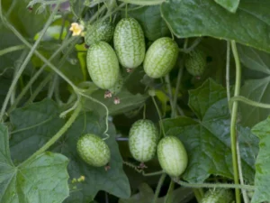 cucamelons