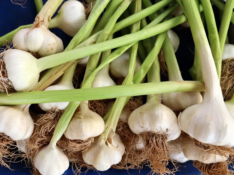 garlic, Vegetables to Plant in April