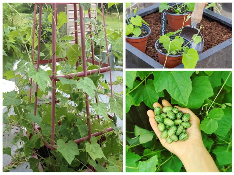 Cucamelon fruits growing on a trellis, supported by the vine as it climbs.