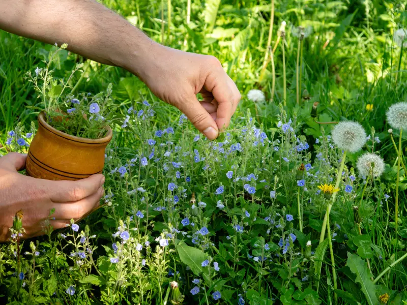 herbs, Vegetables to Plant in April