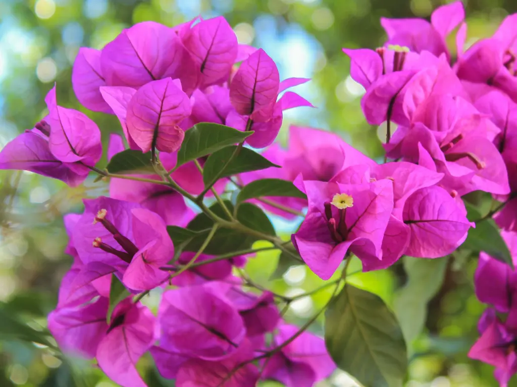 A closer look at the stunning pink flowers of bougainvillea, emphasizing the delicate petals and the vibrant color.