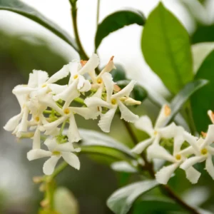 3 Star Jasmine Plant - 3-5 Inch Potted Vine for Sale