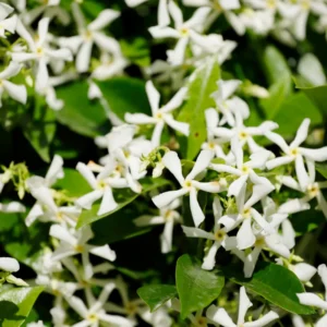 3 Star Jasmine Plant - 3-5 Inch Potted Vine for Sale