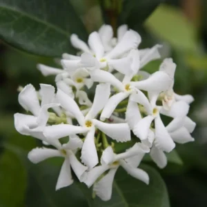 3 Star Jasmine Plant - 3-5 Inch Potted Vine for Sale