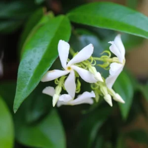 3 Star Jasmine Plant - 3-5 Inch Potted Vine for Sale
