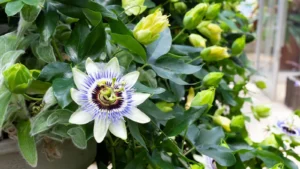 A-close-up-shot-of-a-developing-flower-and-is-leaves - pruning passion flowers