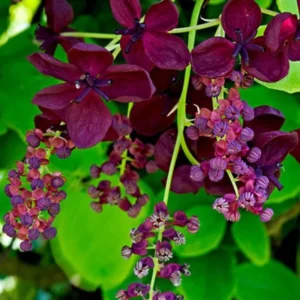 Akebia Quinata Chocolate Vine Plant 6-8 Inch Climbing Vine
