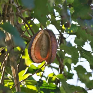 Akebia Quinata Chocolate Vine Plant 6-8 Inch Climbing Vine