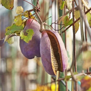 Akebia Quinata Chocolate Vine Plant 6-8 Inch Climbing Vine