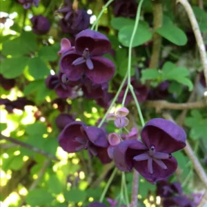 Akebia Quinata Chocolate Vine Plant 6-8 Inch Climbing Vine