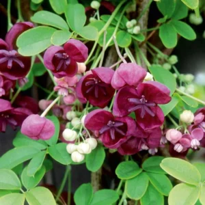 Akebia Quinata Chocolate Vine Plant 6-8 Inch Climbing Vine
