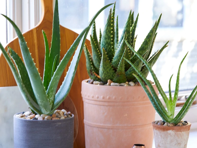 Aloe Vera