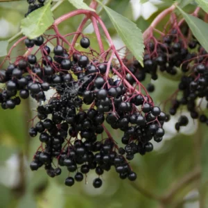 American Elderberry Tree Black Elderberry Bush Live Plant 5-7'' Tall