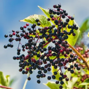 American Elderberry Tree Black Elderberry Bush Live Plant 5-7'' Tall