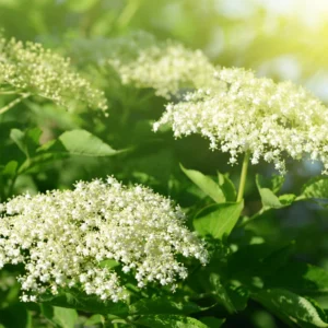 American Elderberry Tree Black Elderberry Bush Live Plant 5-7'' Tall