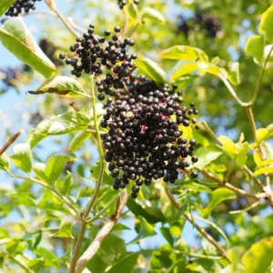 American Elderberry Tree Black Elderberry Bush Live Plant 5-7'' Tall