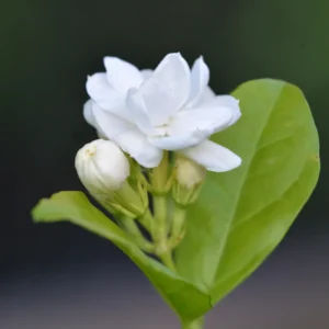 Arabian Jasmine Sambac Plant - 4 Inch Pot - Fragrant White Flowers