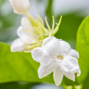 Arabian Jasmine Sambac Plant - 4 Inch Pot - Fragrant White Flowers