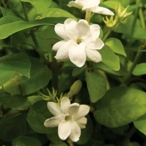 Arabian Jasmine Sambac Plant - 4 Inch Pot - Fragrant White Flowers
