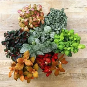 Assorted Polka Dot Plant 2'' Pot - Colorful Indoor Plant