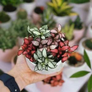 Assorted Polka Dot Plant 2'' Pot - Colorful Indoor Plant