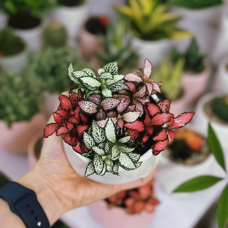 Assorted Polka Dot Plant 2'' Pot - Colorful Indoor Plant