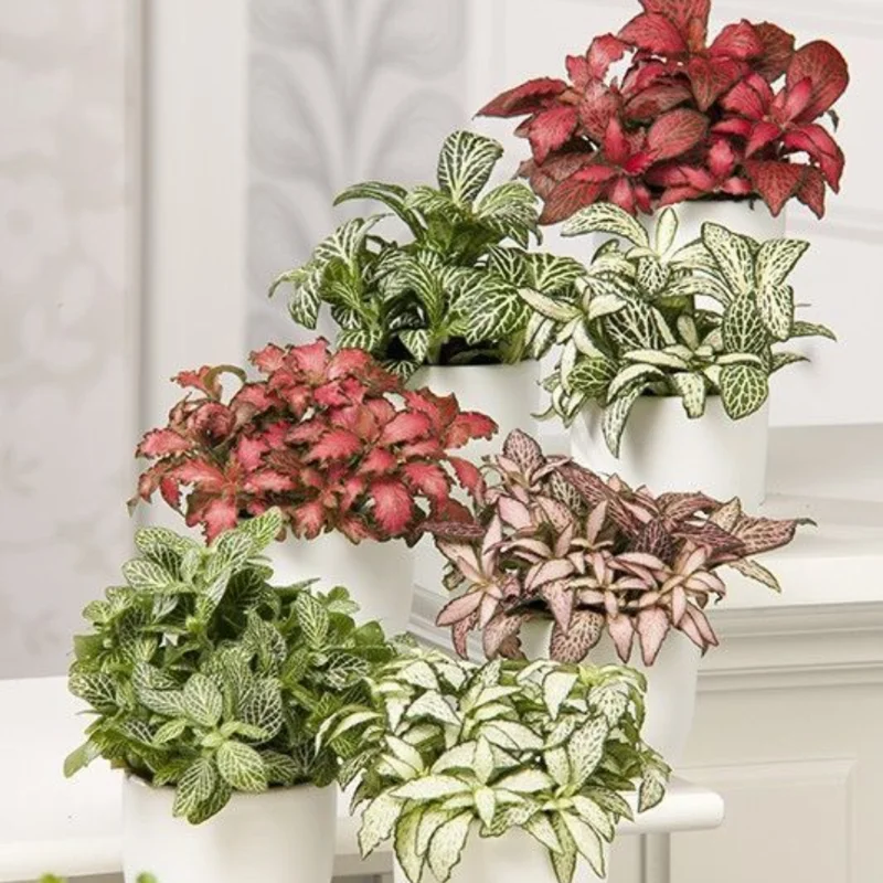 Assorted Polka Dot Plant 2'' Pot - Colorful Indoor Plant