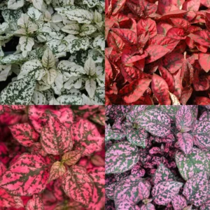 Assorted Polka Dot Plant 2'' Pot - Colorful Indoor Plant