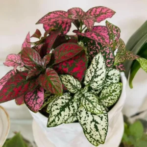 Assorted Polka Dot Plant 2'' Pot - Colorful Indoor Plant