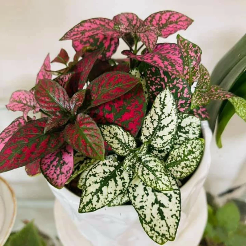 Assorted Polka Dot Plant 2'' Pot - Colorful Indoor Plant