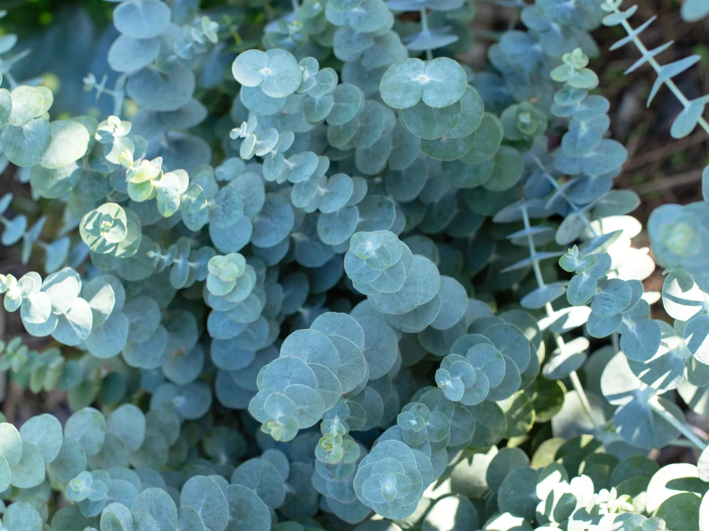 Baby Blue Eucalyptus