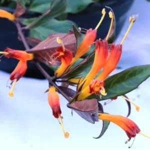 Black Pagoda Lipstick Plant 4 inch Pot Unique Houseplant