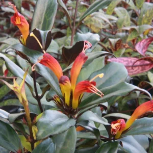 Black Pagoda Lipstick Plant 4 inch Pot Unique Houseplant