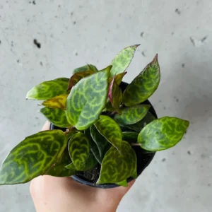 Black Pagoda Lipstick Plant 4 inch Pot Unique Houseplant