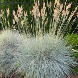 Blue Fescue Grass 2 Plants per Pot 4-6 Inch Ornamental