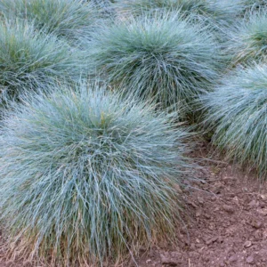 Blue Fescue Grass 2 Plants per Pot 4-6 Inch Ornamental