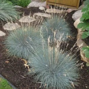 Blue Fescue Grass 2 Plants per Pot 4-6 Inch Ornamental