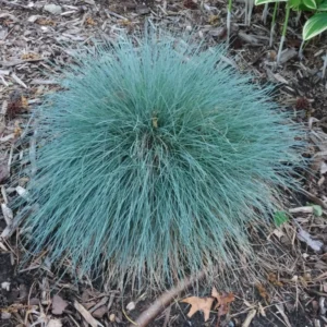 Blue Fescue Grass 2 Plants per Pot 4-6 Inch Ornamental