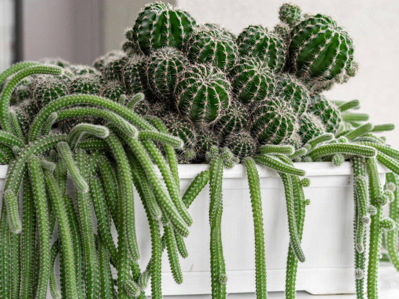 Cactus (Various Species)