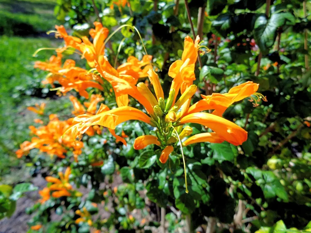 Cape Honeysuckle care