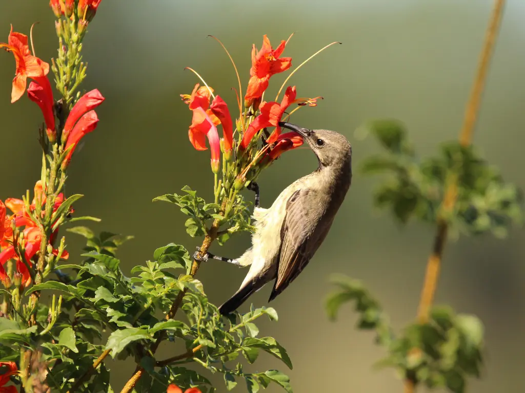 A small bird feeding on Cape Honeysuckle nectar from bright red blooms.