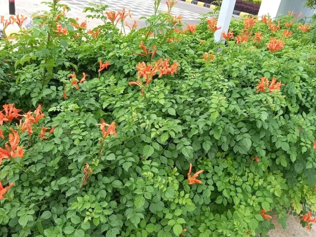 Cape Honeysuckle bush