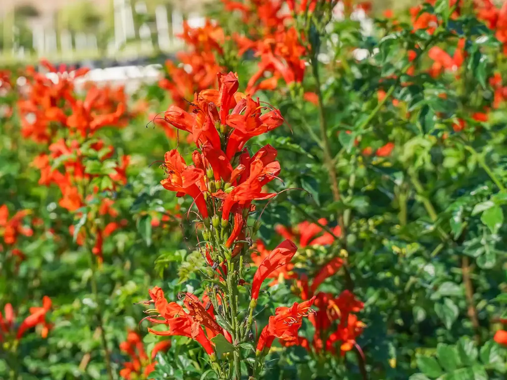 Cape Honeysuckle thrives in sunny spots and rewards gardeners with rich, nectar-filled flowers that attract pollinators.